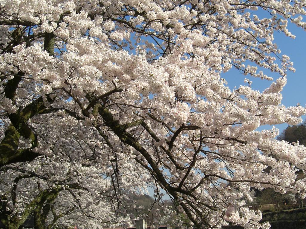 ホテル 強羅　花扇 箱根町 エクステリア 写真